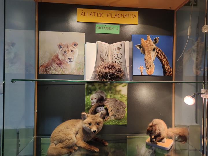 Így ünnepeltük az Állatok Világnapját Így ünnepeltük az Állatok Világnapját